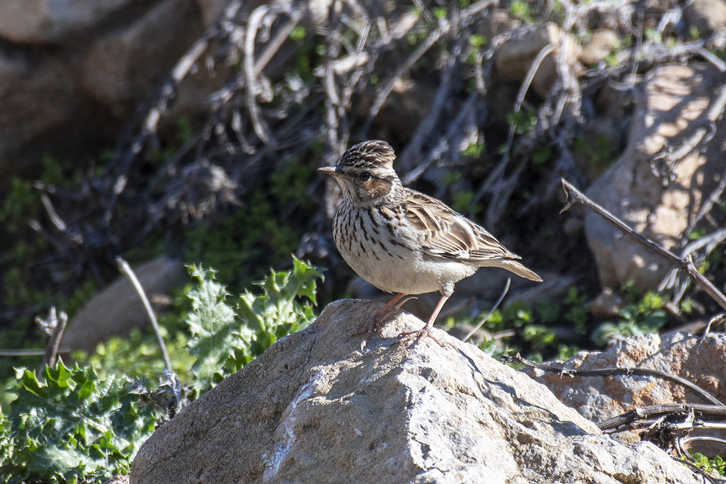 Wood Lark